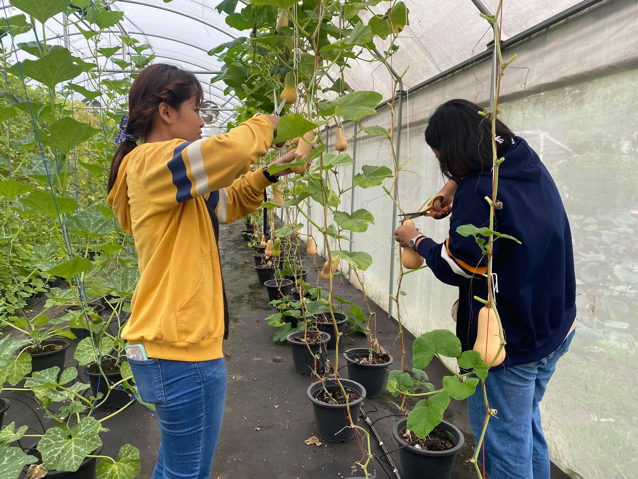 22 กรกฎาคม 2563 การเก็บผลผลิตจำหน่าย และดูแลรักษาต้นฟักทองบัตเตอร์นัท (Butternut Squash) 