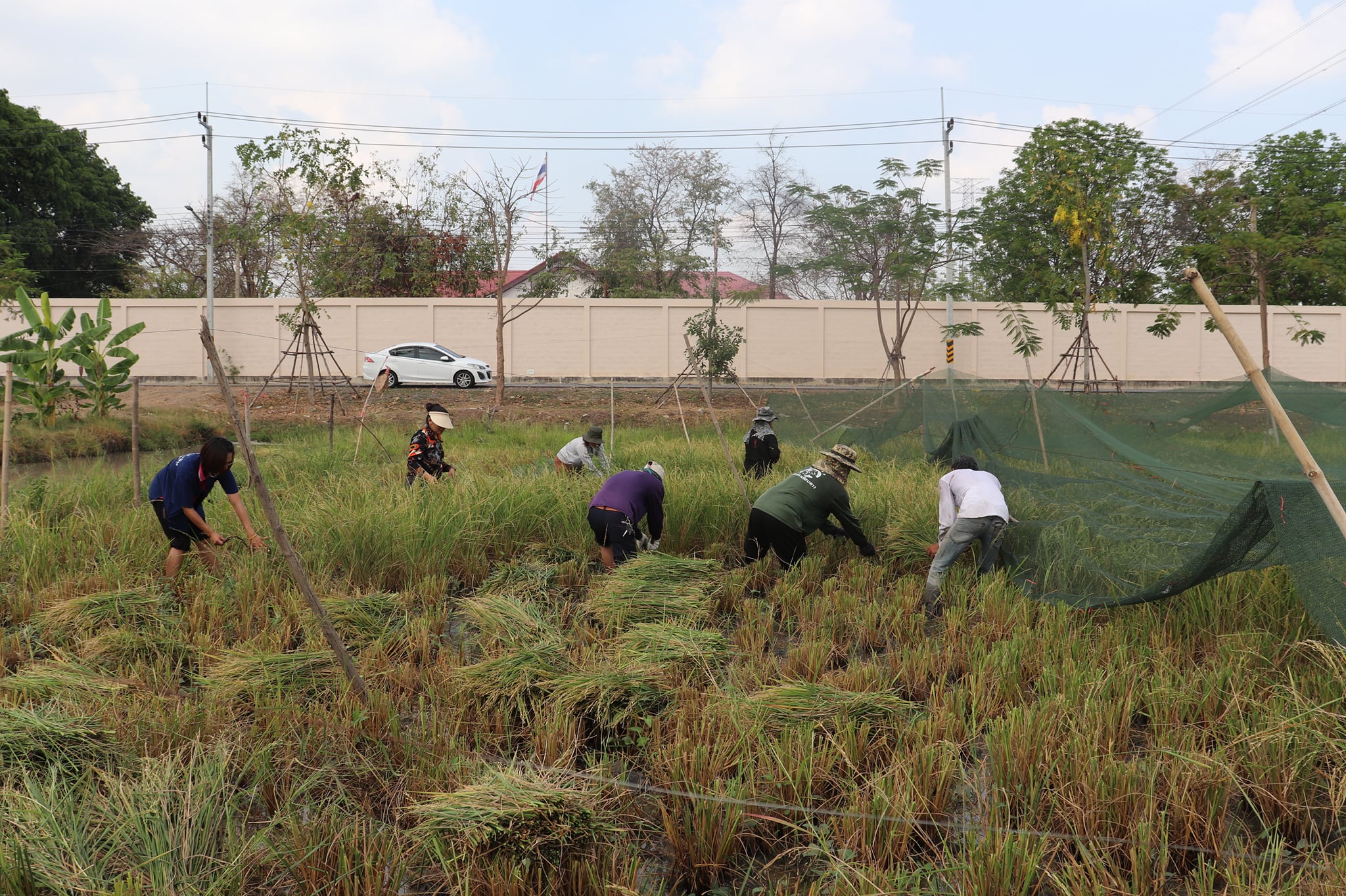 4 มีนาคม 2564 กิจกรรมลงแขกเกี่ยวข้าว