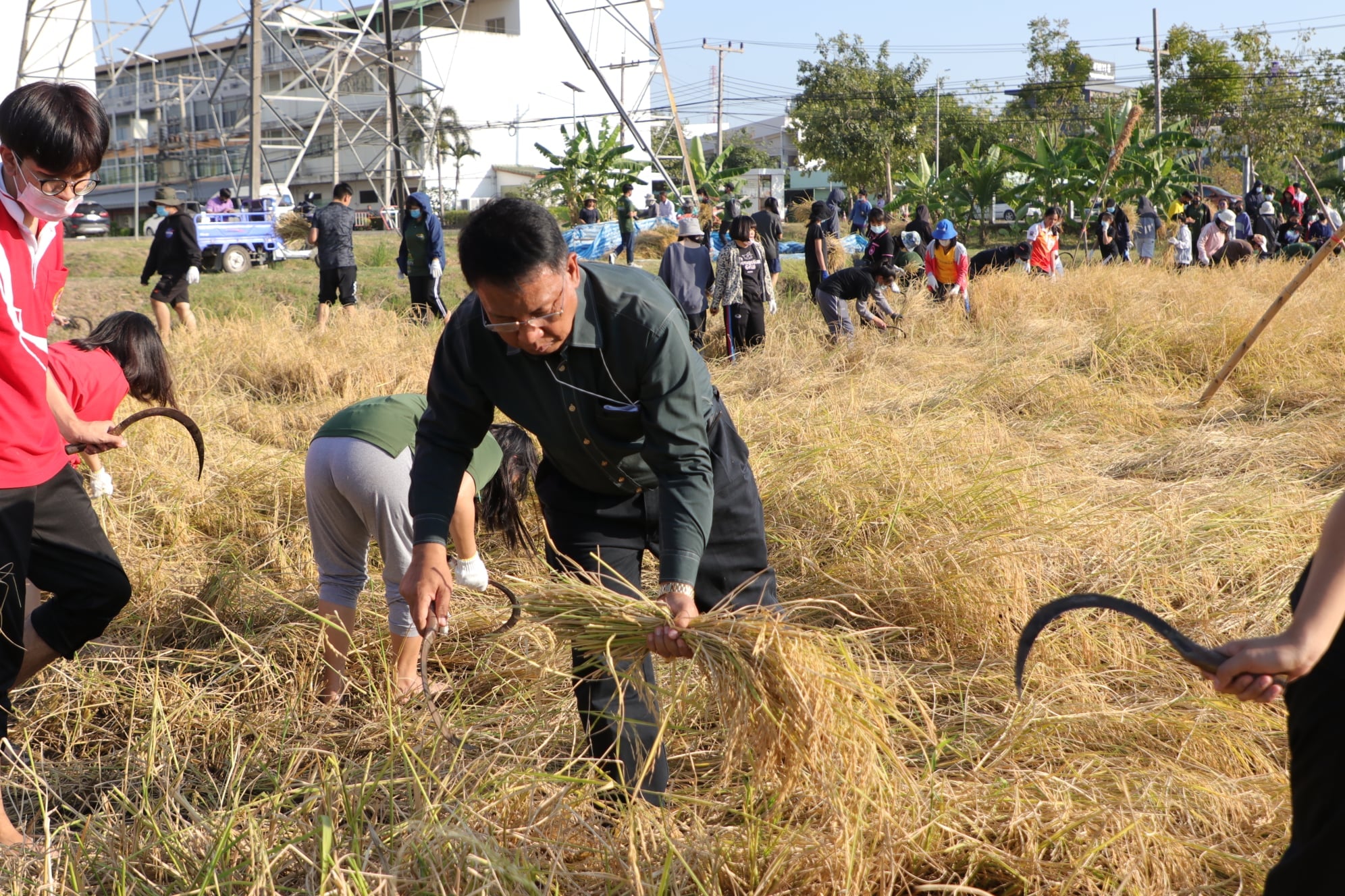  7 ธันวาคม 2563 กิจกรรมการเรียนรู้ครูพาทำ ฝึกปฏิบัติการลงแขกเกี่ยวข้าว