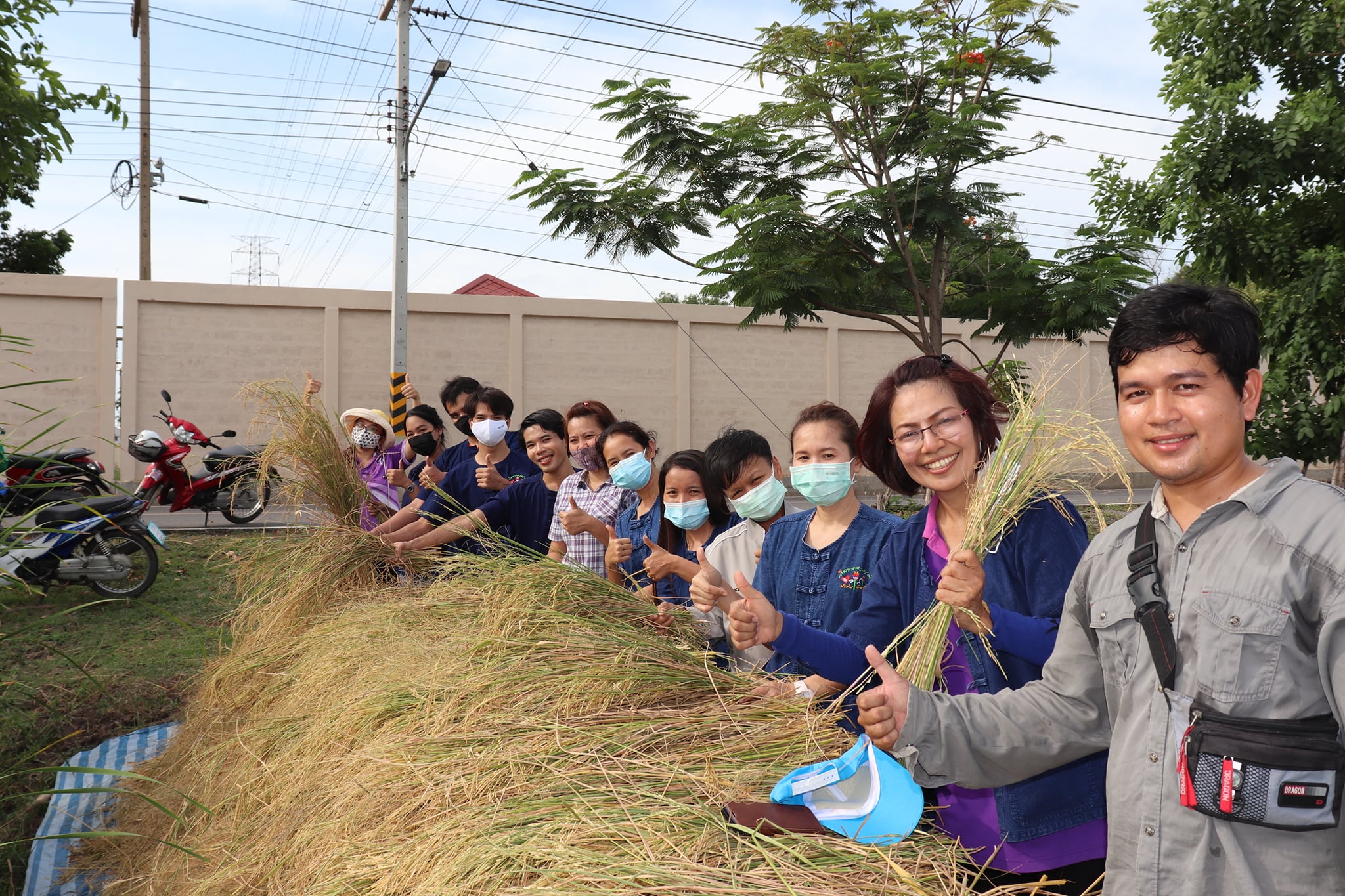 25 พฤษภาคม 2564  กิจกรรมการเรียนรู้ลงแขกเกี่ยวข้าวและเก็บเกี่ยวผลผลิต 