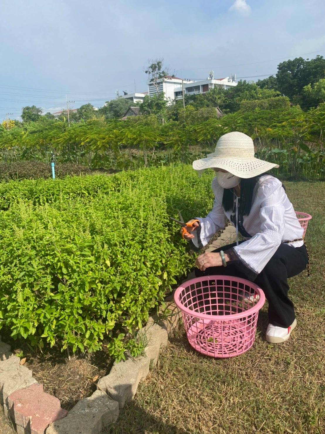 21 เมษายน 2564 สสร.สนับสนุนวัตถุดิบผักปลอดภัยจากใจวไลยอลงกรณ์ เราจะสู้ COVID -19  ไปด้วยกัน 