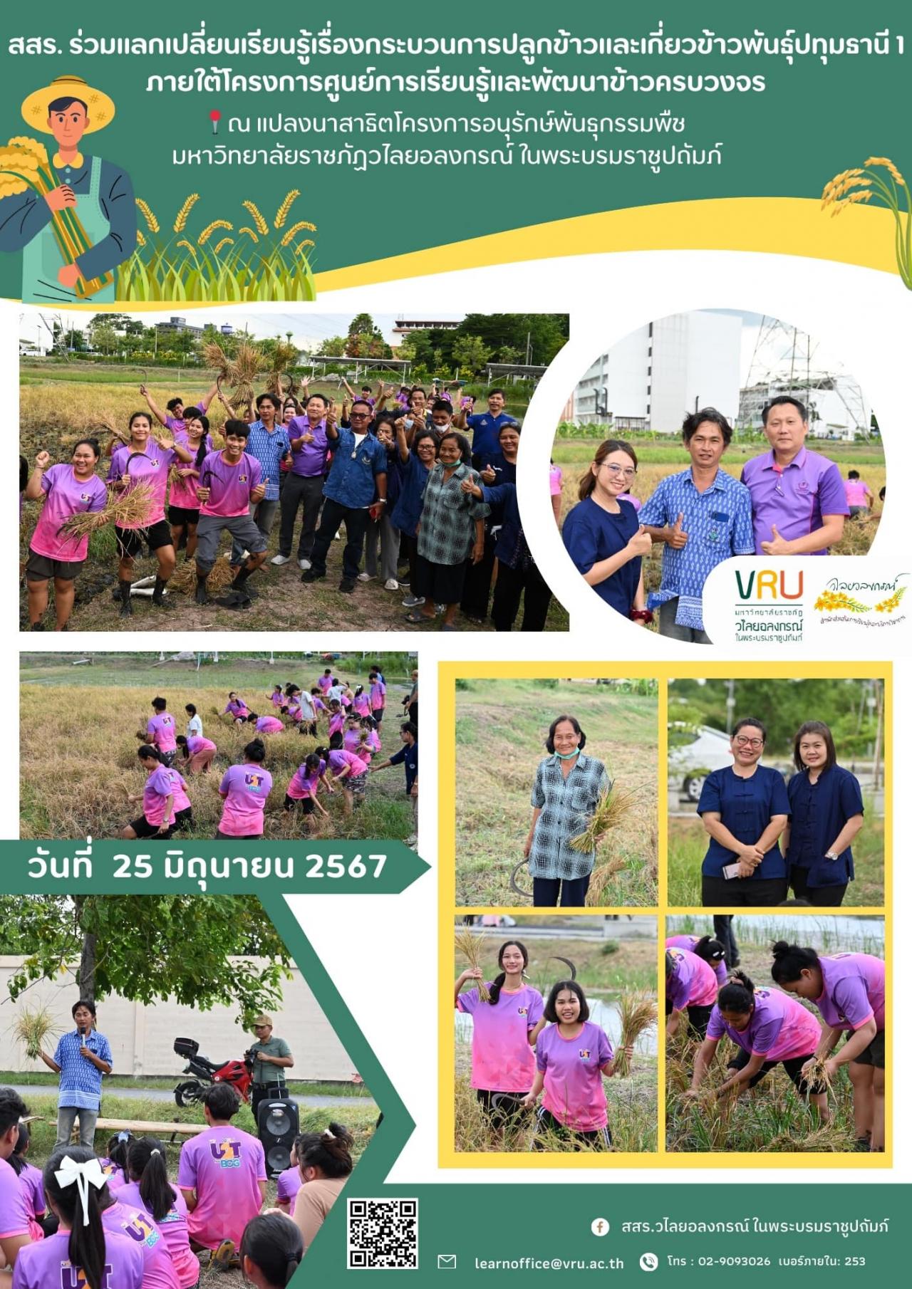  25 มิถุนายน 2567 การปลูกข้าวและเกี่ยวข้าวพันธุ์ปทุมธานี 1 ในแปลงของโครงการอนุรักษ์